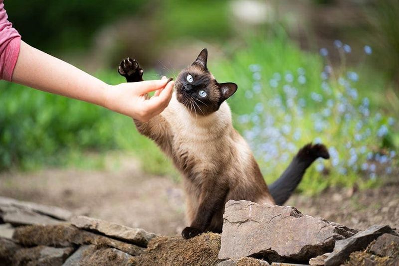 Siamese
