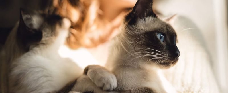 Siamese