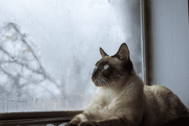 Siamese