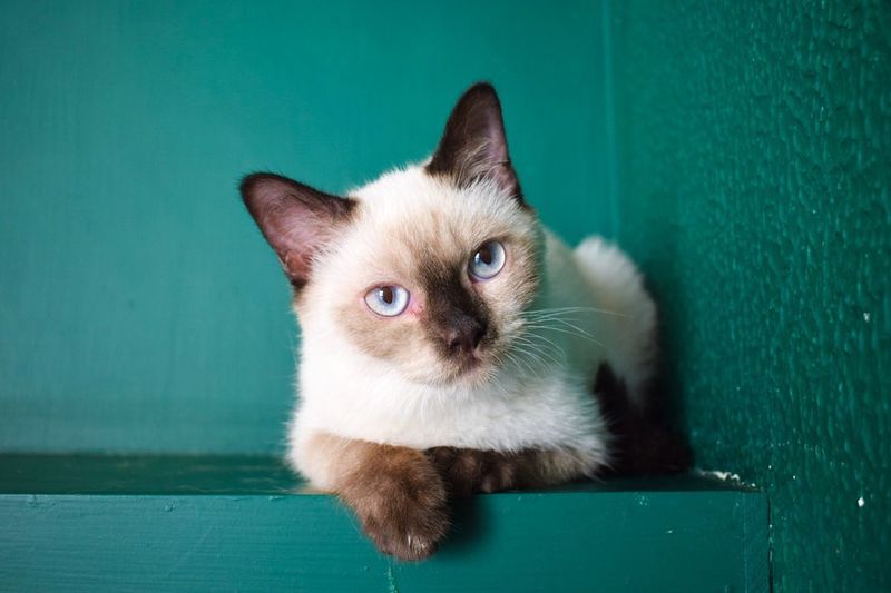 Siamese