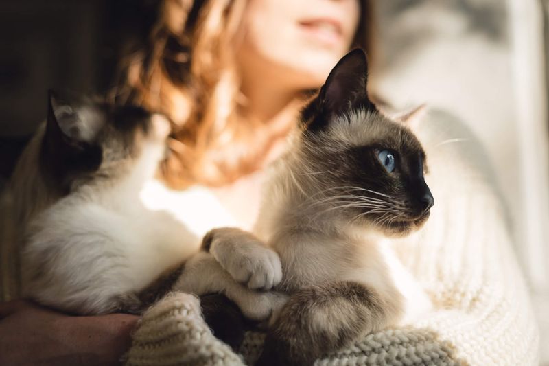 Siamese