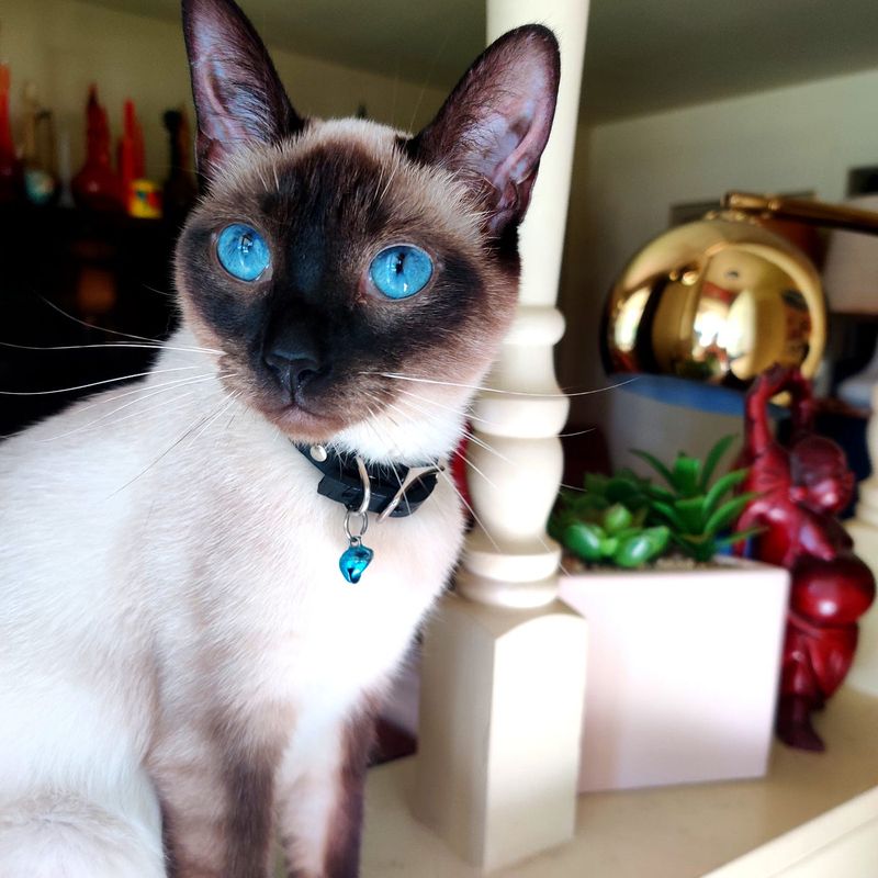 Siamese Cat