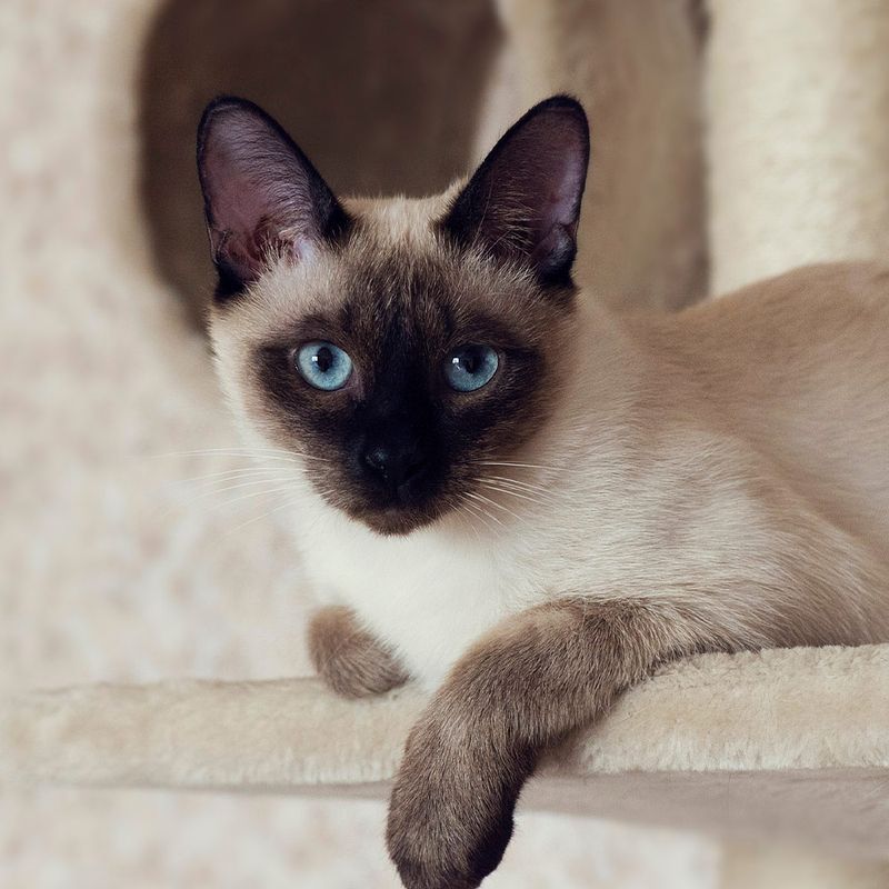 Siamese Cats: Vocal About Their Many Health Concerns