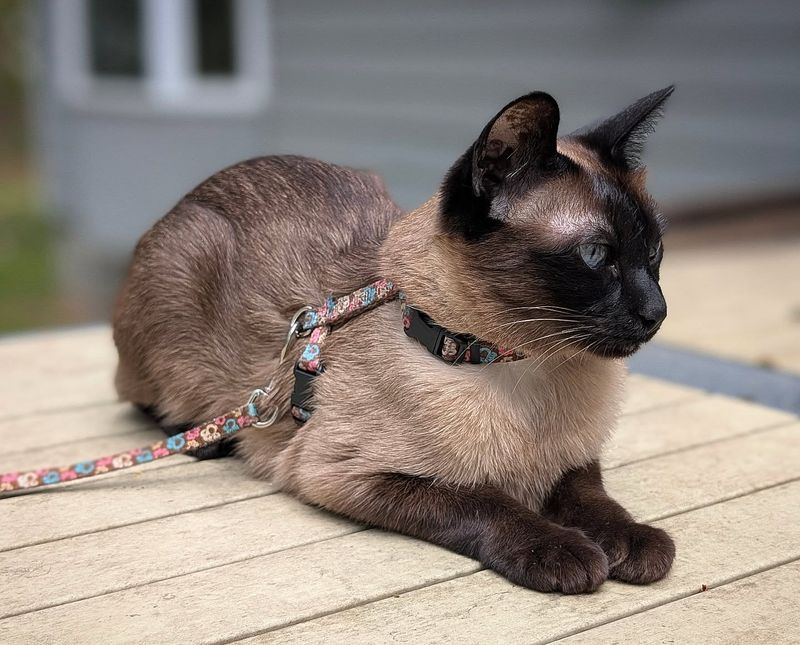 Siamese Cats