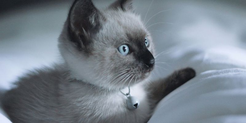 Siamese: The Vocal Velcro Cat
