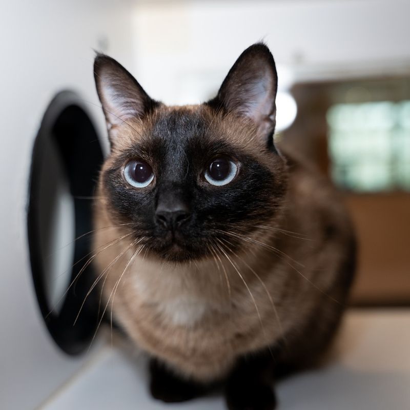 Siamese: Vocal About Their Food Sensitivities