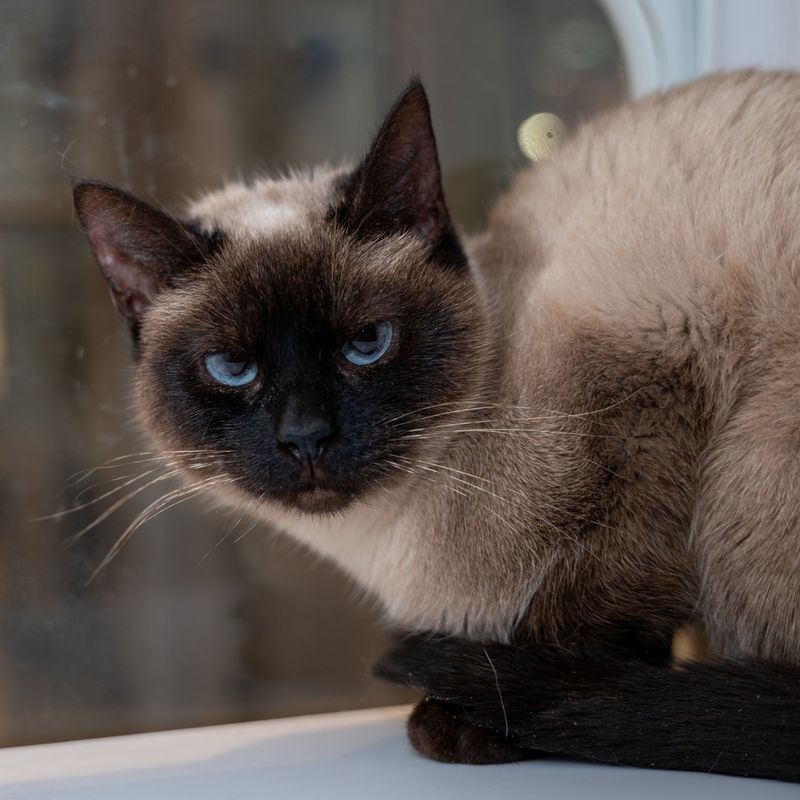 Siamese: Vocal Velcro Companions