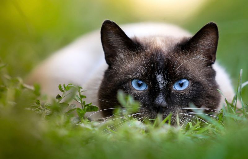 Siamese: Vocal Virtuosos with Devoted Hearts