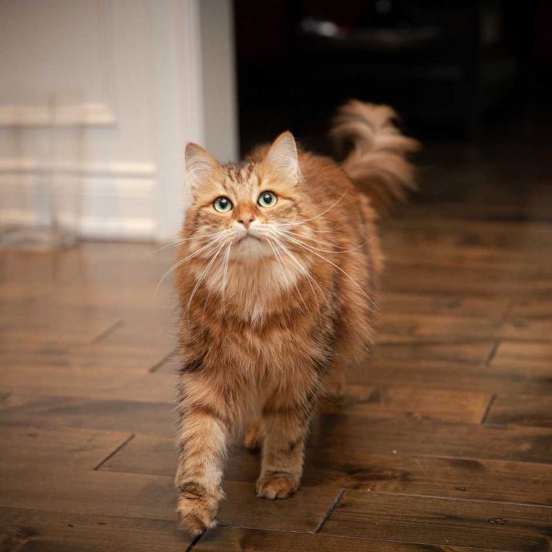 Siberian