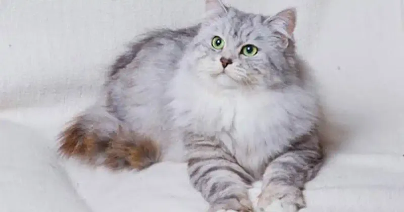 Siberian