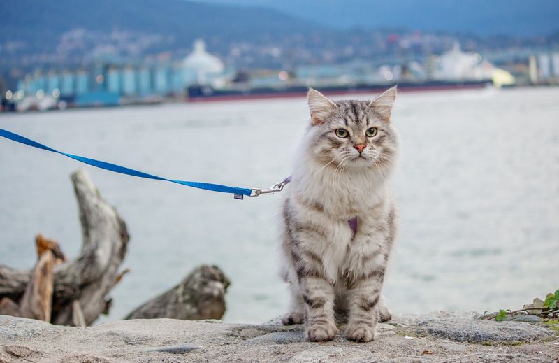 Siberian