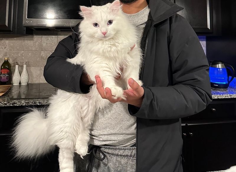 Siberian