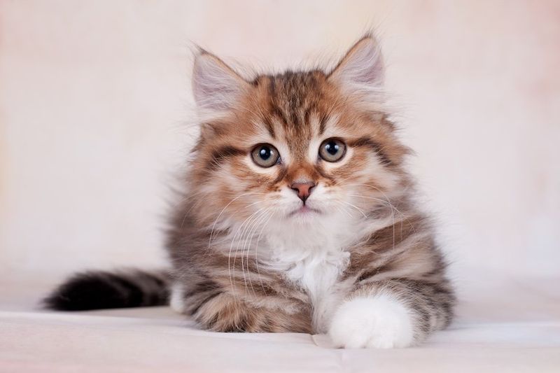 Siberian
