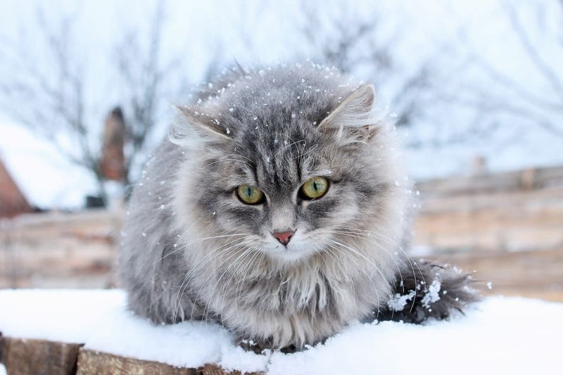 Siberian