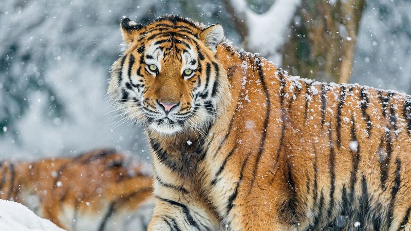 Siberian (Amur) Tiger