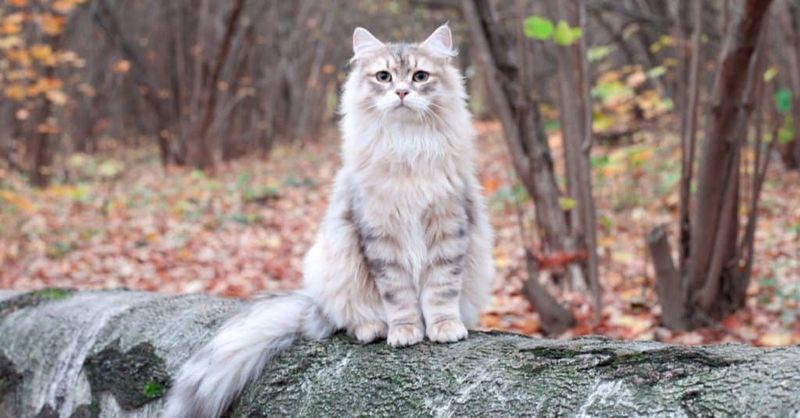 Siberian Cats: Forest Hunters with Weather-Resistant Coats