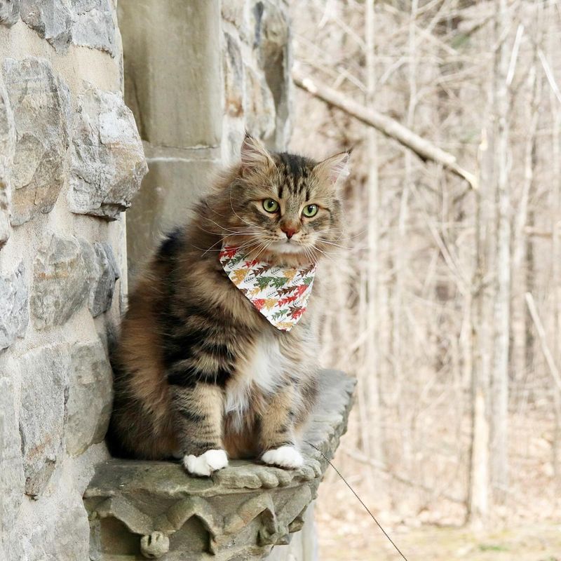 Siberian Forest Cats: Nature's Hardy Survivors