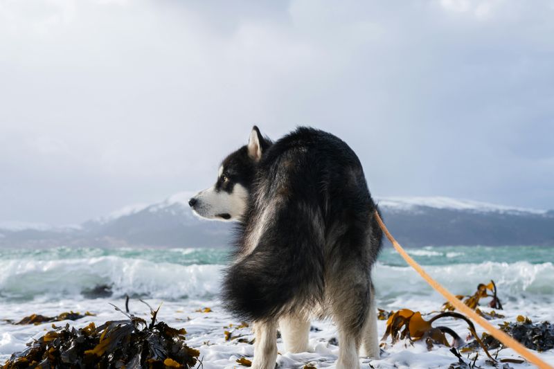 Siberian Husky