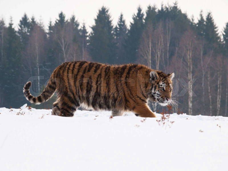 Siberian Tiger