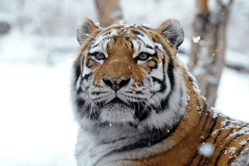 Siberian Tiger