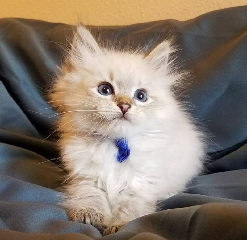 Siberian