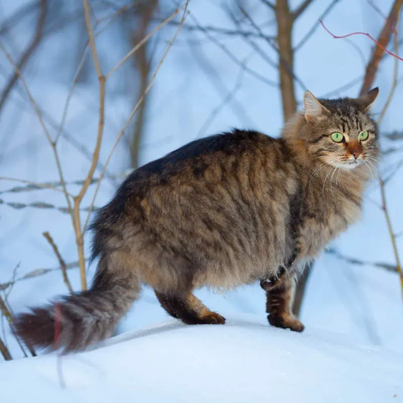 Siberian