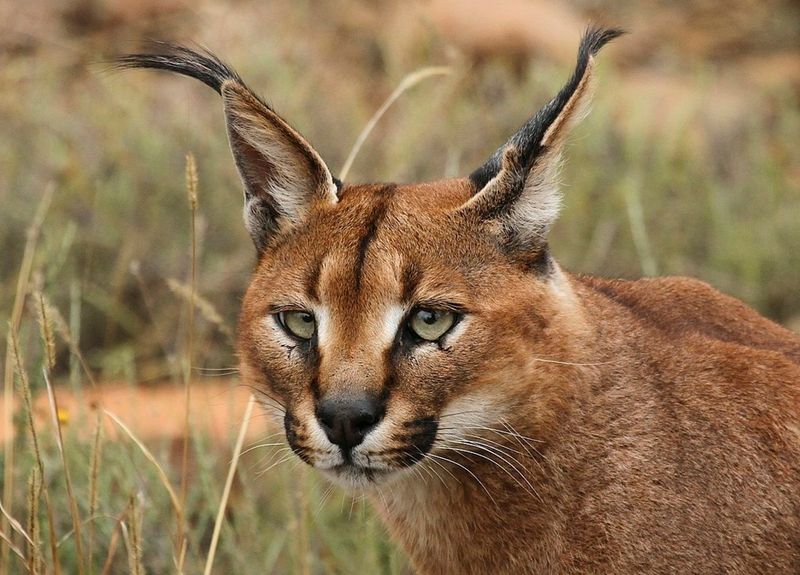 Signature Ear Tufts