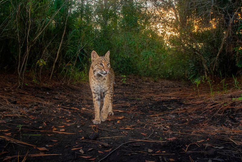 Silent Stalkers: Feral Cats and Bobcats