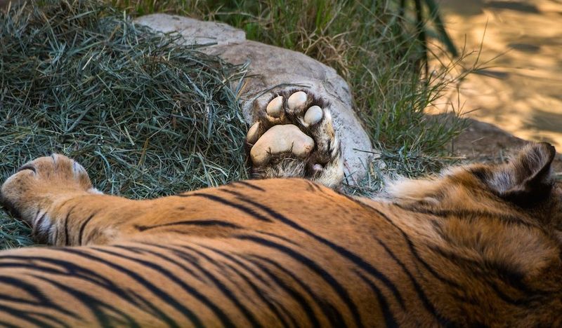 Silent Stalkers With Specialized Paw Pads