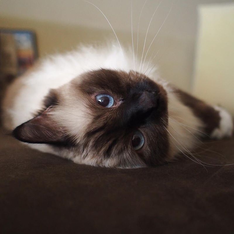 Silky Mittens: The Unique 'Gloved' Paws
