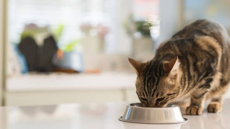 Simplified Feeding Routines