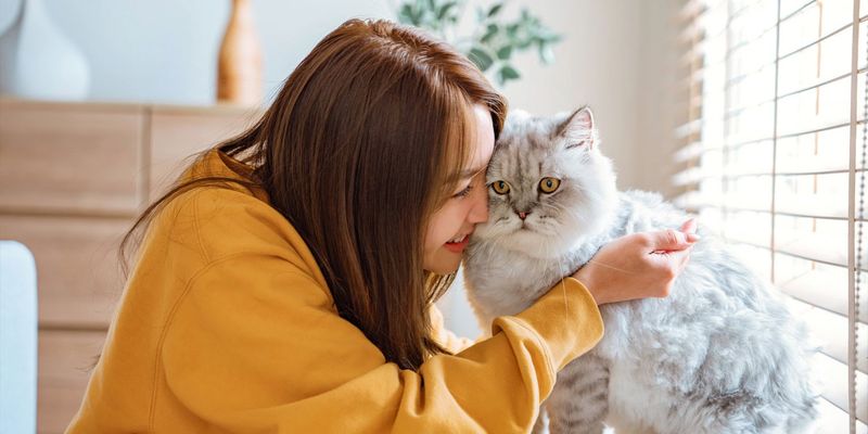 Single-Cat Households Create Stronger Human Bonds