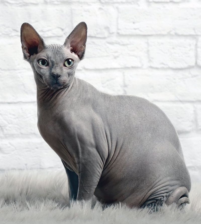 Single-Owner Sphynx