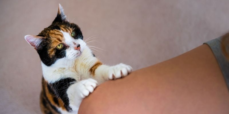 Single Paw Stretch of Affection