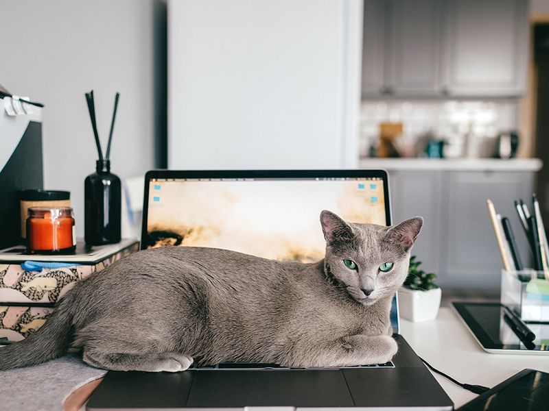 Sitting on Important Things