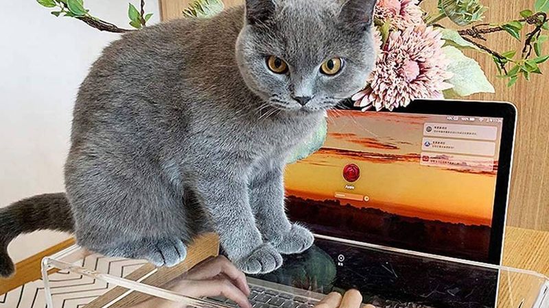 Sitting on Your Laptop or Book