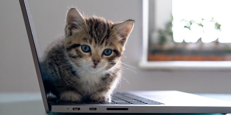 Sitting on Your Laptop or Book