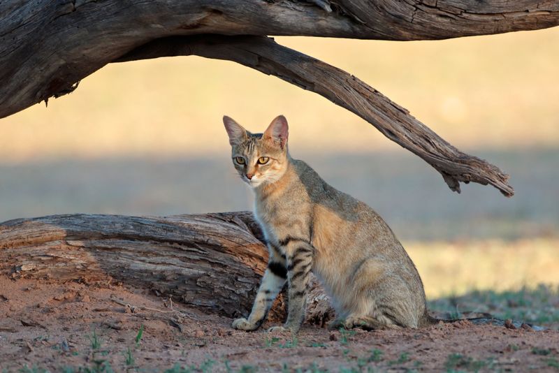 Skilled Hunters with Impressive Success Rates
