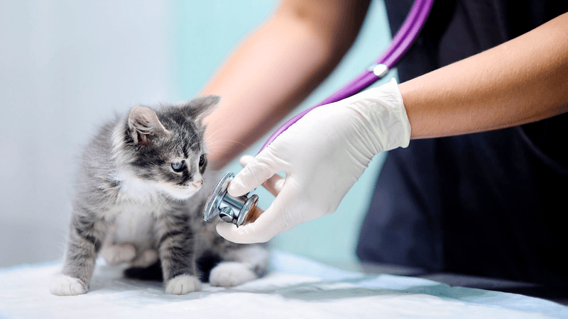 Skipping the Vet Check-Up