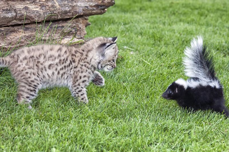 Skunks