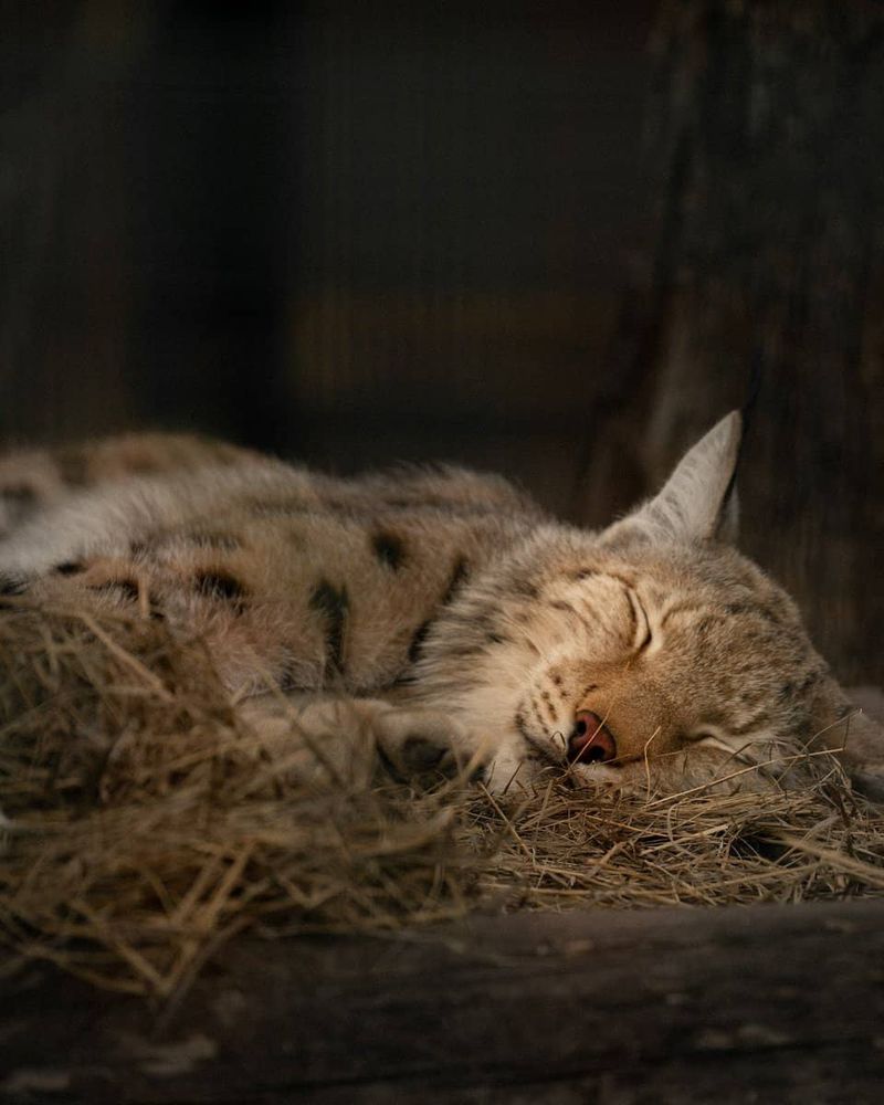 Sleep Schedule Retraining Program