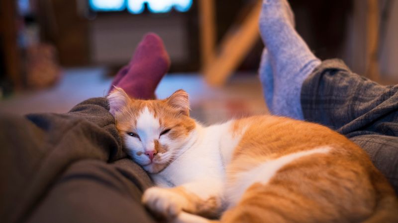Sleeping Nearby (But Not On Top of You)