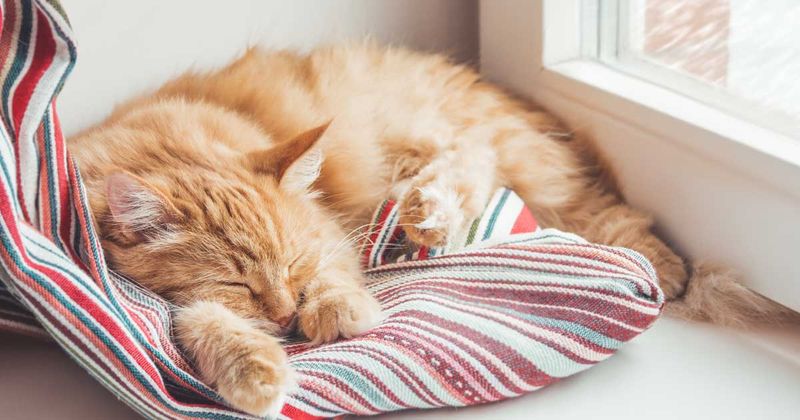 Sleeping Position Secrets