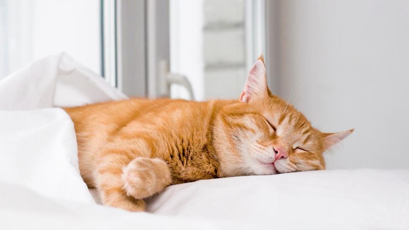 Sleeping on Your Bed