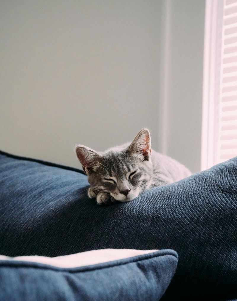 Sleeping with Eyes Open or Twitching