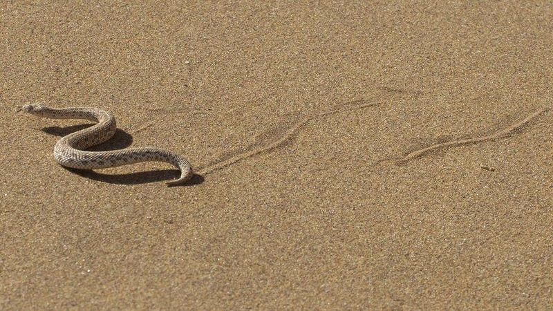 Slither Tracks