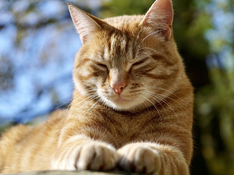 Slow Blinking - The Kitty Kiss