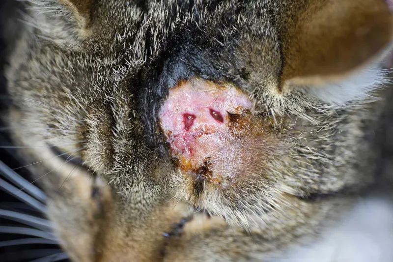 Small Puncture Wounds: Tiny Holes, Big Concerns