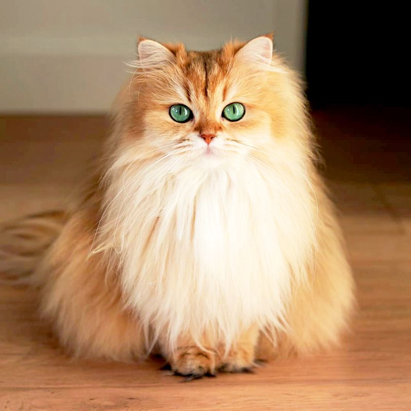 Smoothie the Cat (@smoothiethecat)