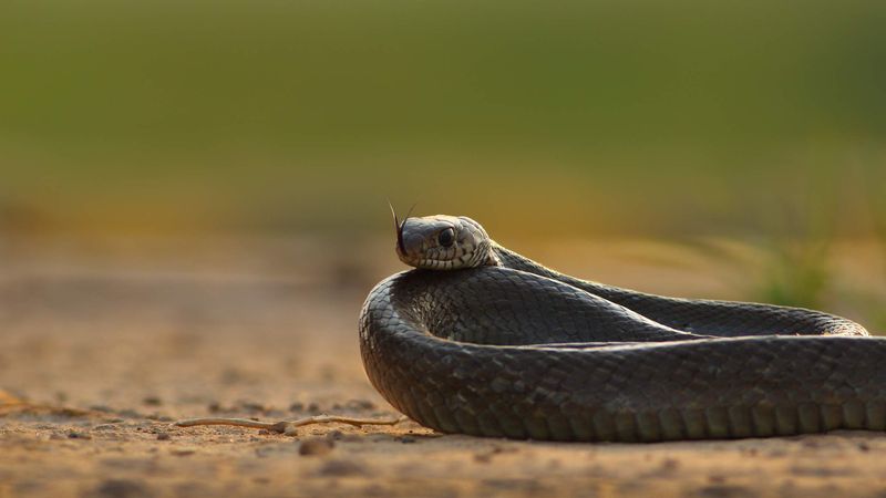 Snake Holes